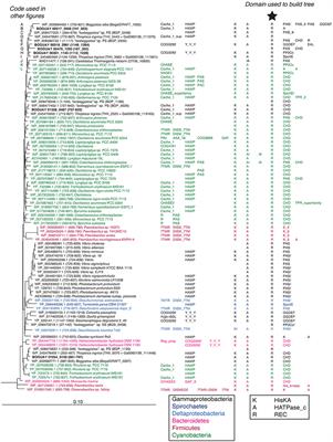 Visualizing Evolutionary Relationships of Multidomain Proteins: An Example from Receiver (REC) Domains of Sensor Histidine Kinases in the Candidatus Maribeggiatoa str. Orange Guaymas Draft Genome